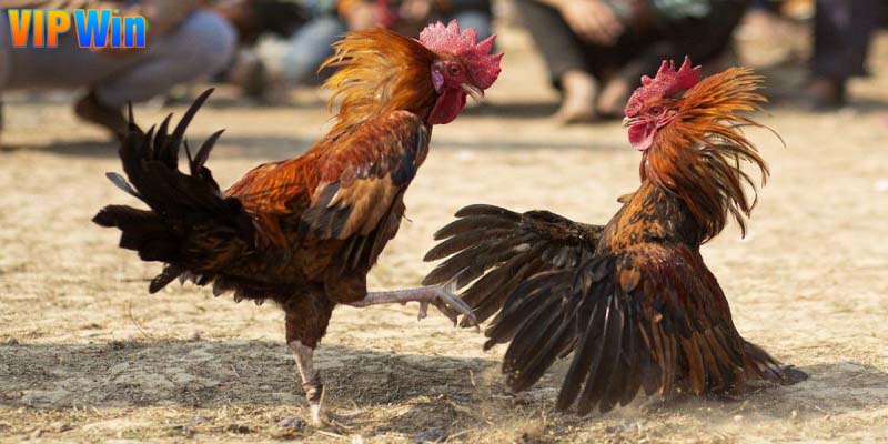 Bật mí kíp kíp chiến thắng đá gà