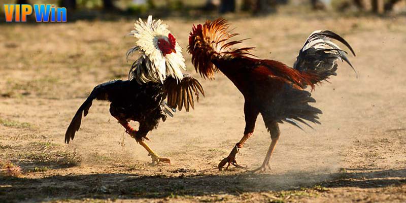 Các trận đá gà đều gay cấn, kịch tính