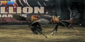 Đá Gà Cựa Sắt - Cổng Game Thu Hút Đông Đảo Mọi Hội Viên