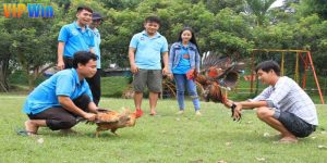 Gà Đá Hầu Kiềng – Dòng Chiến Kê Đỉnh Cao Trong Giới Đá Gà