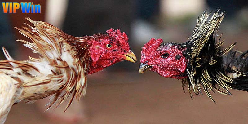 Giới thiệu về đá gà đòn