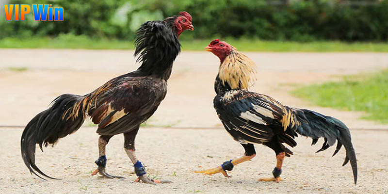 Không gian giải trí khiến nhiều hội viên mong chờ